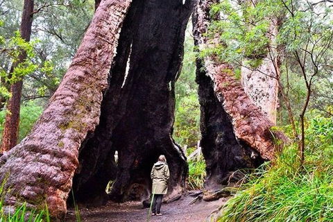 Albany Southwest Wilderness Day Tour - Fly From Perth - Find Attractions 7