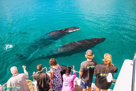 Humpback Whale Sunset Cruise - Find Attractions 0