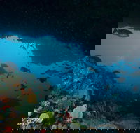Rottnest Island scuba diving from Fremantle