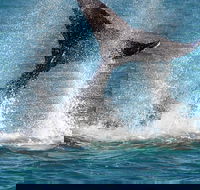 Whale-Watching Cruise and Hillarys Boat Harbour Day Trip from Perth