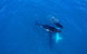 Whale-Watching Cruise And Hillarys Boat Harbour Day Trip From Perth - thumb 8