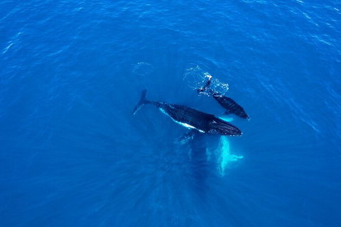 Whale-Watching Cruise And Hillarys Boat Harbour Day Trip From Perth - Find Attractions 8