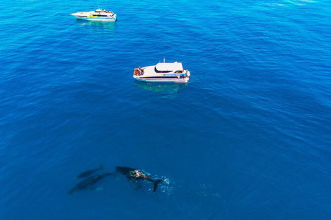Whale-Watching Cruise And Hillarys Boat Harbour Day Trip From Perth - Find Attractions 4