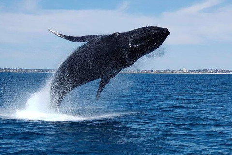 Whale-Watching Cruise And Hillarys Boat Harbour Day Trip From Perth - Find Attractions 7