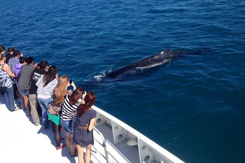 Whale-Watching Cruise And Hillarys Boat Harbour Day Trip From Perth - Find Attractions 5