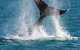 Whale-Watching Cruise And Hillarys Boat Harbour Day Trip From Perth - thumb 2