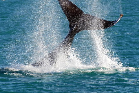 Whale-Watching Cruise And Hillarys Boat Harbour Day Trip From Perth - Find Attractions 2