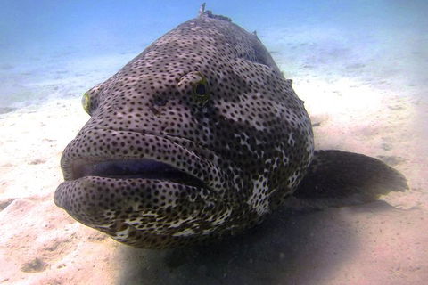 Muiron Island Dive & Snorkel Tour - Find Attractions 1