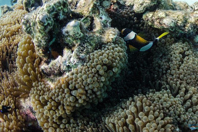 Muiron Island Dive  Snorkel Tour Exmouth