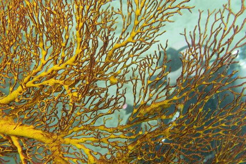 Muiron Island Dive & Snorkel Tour - Find Attractions 6
