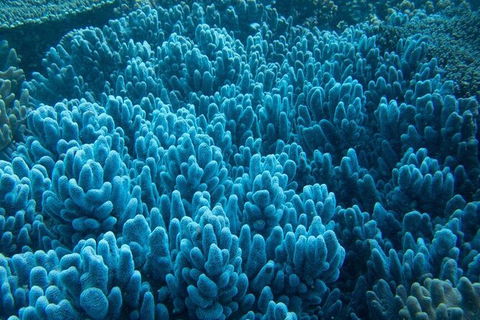 Muiron Island Dive & Snorkel Tour - Find Attractions 3