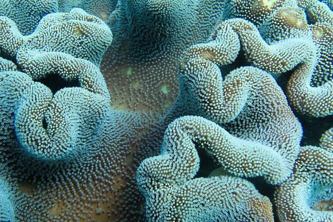 Muiron Island Dive & Snorkel Tour - Find Attractions 5