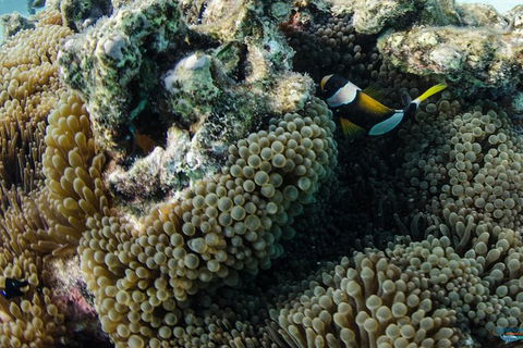 Muiron Island Dive & Snorkel Tour - Find Attractions 2