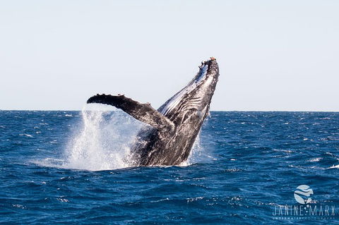 Turtle Tours On The Ningaloo Reef, Exmouth. 1/2 Day Cruise. - Find Attractions 0