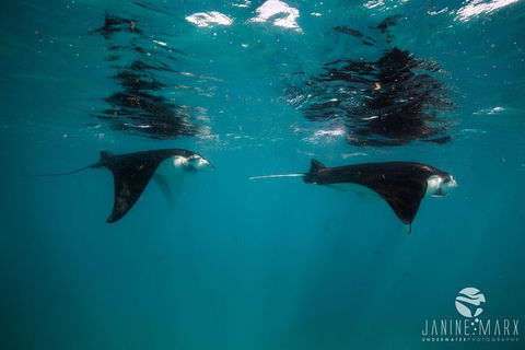 Turtle Tours On The Ningaloo Reef, Exmouth. 1/2 Day Cruise. - Find Attractions 1