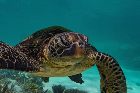 Turtle Tours On The Ningaloo Reef, Exmouth. 1/2 Day Cruise. - Find Attractions 2