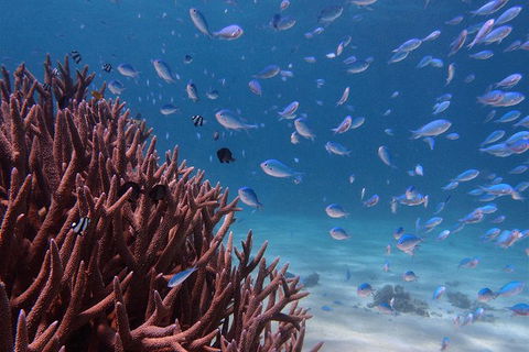 Turtle Tours On The Ningaloo Reef, Exmouth. 1/2 Day Cruise. - Find Attractions 4