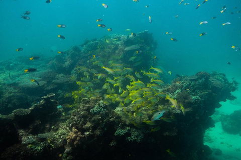 Turtle Tours On The Ningaloo Reef, Exmouth. 1/2 Day Cruise. - Find Attractions 6