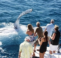 Half-Day Whale Watching Sunset Cruise from Broome - Find Attractions