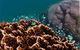 Ningaloo Reef Or Muiron Islands Snorkeling And Wildlife Adventure - thumb 0