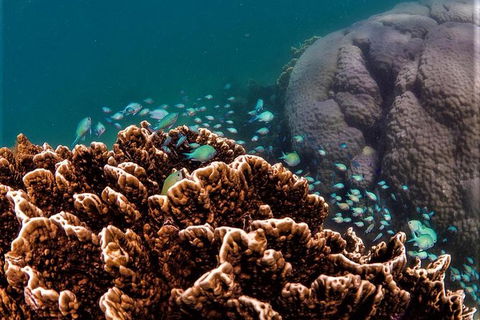 Ningaloo Reef Or Muiron Islands Snorkeling And Wildlife Adventure - Find Attractions 0