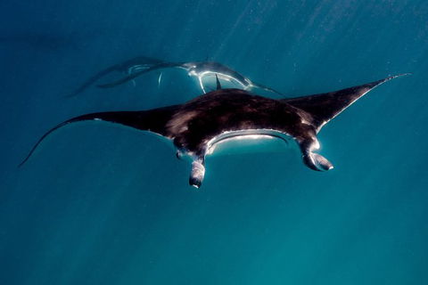 Ningaloo Reef Or Muiron Islands Snorkeling And Wildlife Adventure - Find Attractions 3