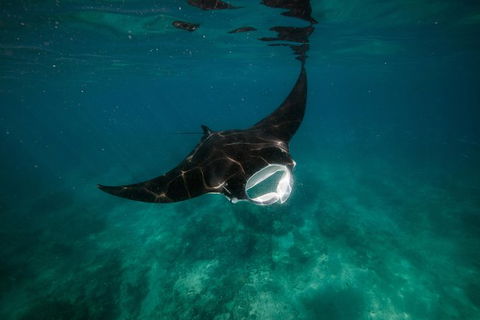 Ningaloo Reef Or Muiron Islands Snorkeling And Wildlife Adventure - Find Attractions 2