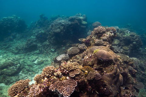 Ningaloo Reef Or Muiron Islands Snorkeling And Wildlife Adventure - Find Attractions 4