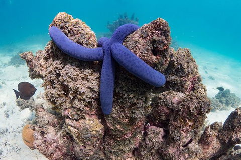 Ningaloo Reef Or Muiron Islands Snorkeling And Wildlife Adventure - Find Attractions 12