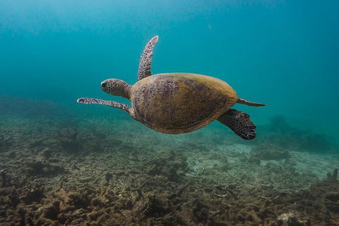 Ningaloo Reef Or Muiron Islands Snorkeling And Wildlife Adventure - Find Attractions 5