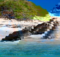 Penguin Island Tour with Dolphin and Sea Lion Cruise