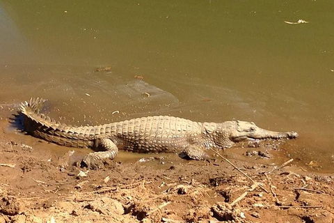 Amazing Windjana Gorge And Tunnel Creek Adventure From Broome - Find Attractions 7