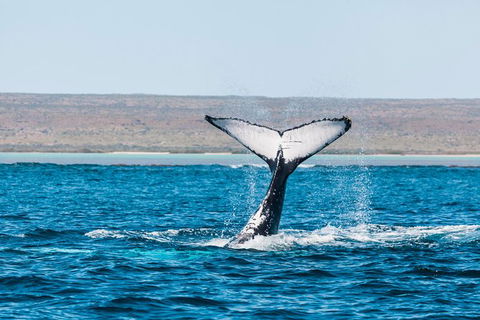 Ningaloo Reef Eco Tours - Find Attractions 0