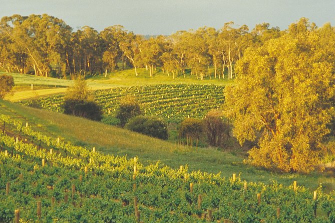 Swan Valley Private Tour Perth