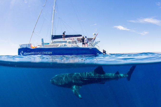 Ningaloo Whale Shark Swim on a Luxury Sailing Catamaran Exmouth