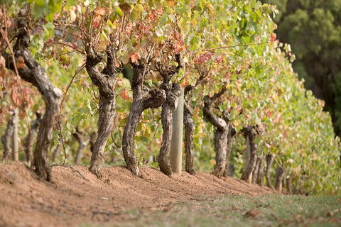 Vasse Felix Winery Tour And Tasting - Find Attractions 3