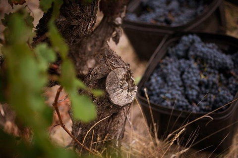 Vasse Felix Winery Tour And Tasting - Find Attractions 4