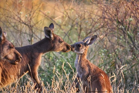 Margaret River Small-Group Wine And Dine Tour - Find Attractions 3