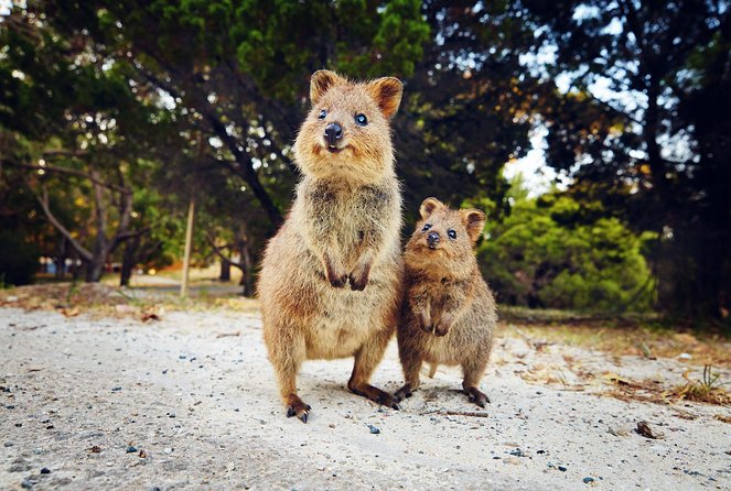 Rottnest Island All-Inclusive Grand Island Tour from Fremantle Fremantle