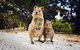 Rottnest Island All-Inclusive Grand Island Tour From Fremantle - thumb 0