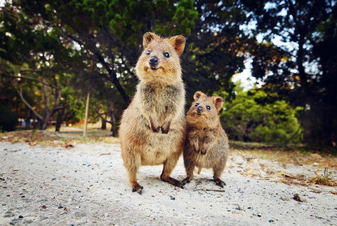 Rottnest Island All-Inclusive Grand Island Tour From Fremantle - Find Attractions 2