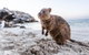 Rottnest Island All-Inclusive Grand Island Tour From Fremantle - thumb 3