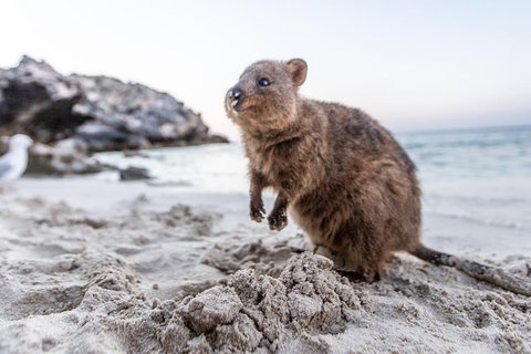 Rottnest Island All-Inclusive Grand Island Tour From Fremantle - Find Attractions 3