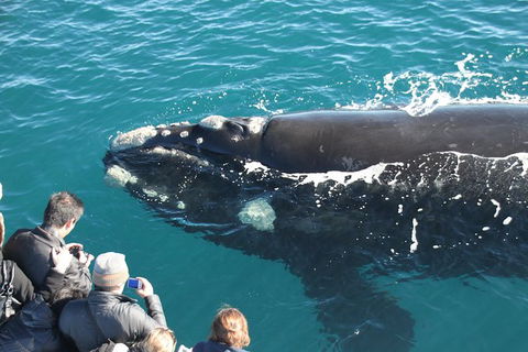 Augusta Whale Watching Eco Tour - Find Attractions 0