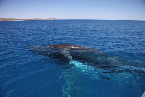 Augusta Whale Watching Eco Tour - Find Attractions 6