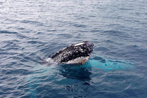 Augusta Whale Watching Eco Tour - Find Attractions 5