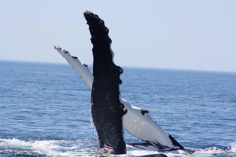 Augusta Whale Watching Eco Tour - Find Attractions 4