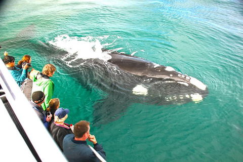 Augusta Whale Watching Eco Tour - Find Attractions 7