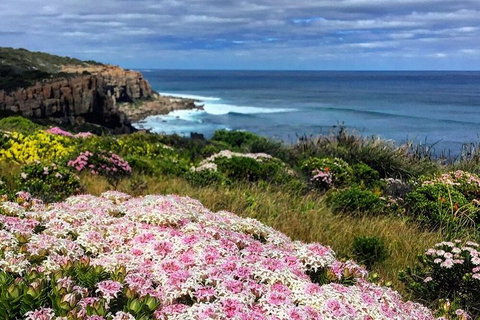 Guided Walks On The Cape To Cape - Wilyabrup Cliffs - Find Attractions 3