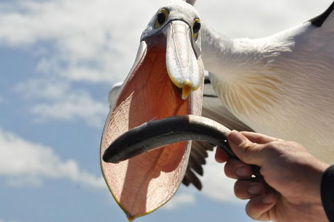 Albany Wildlife And Scenic Cruise - Find Attractions 1